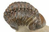 Partially Enrolled Reedops Trilobite - Aatchana, Morocco #235691-1